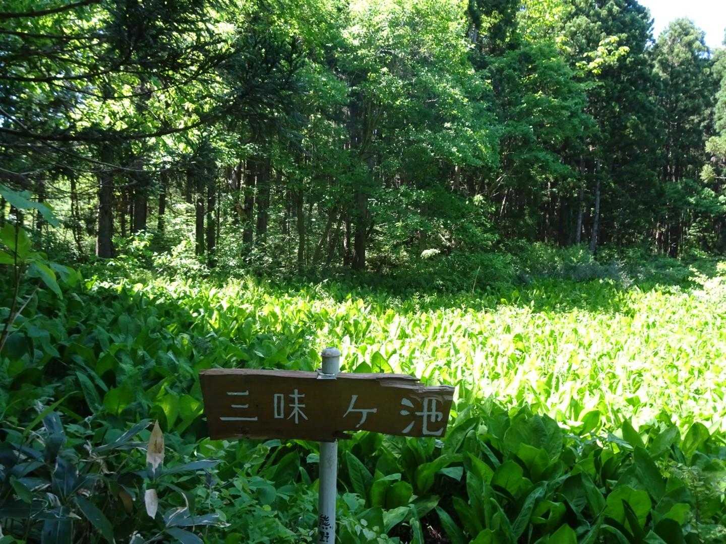水芭蕉の群生地のようです
