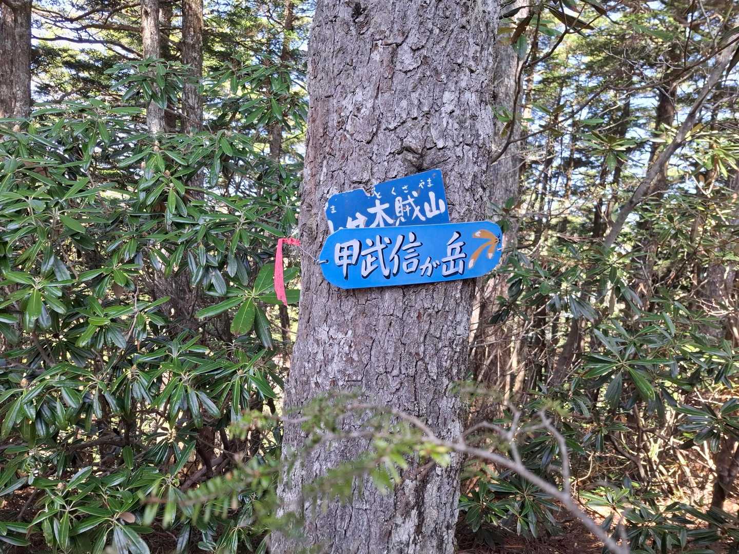 第三はいつもどおり迂回　このあたりから足攣りが始まるが、無事、第三岩峰ピークと鶏冠山山頂の分岐到着
いろんなとこに新しい札があり、かわいい😊