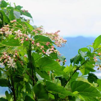 見えた花✨