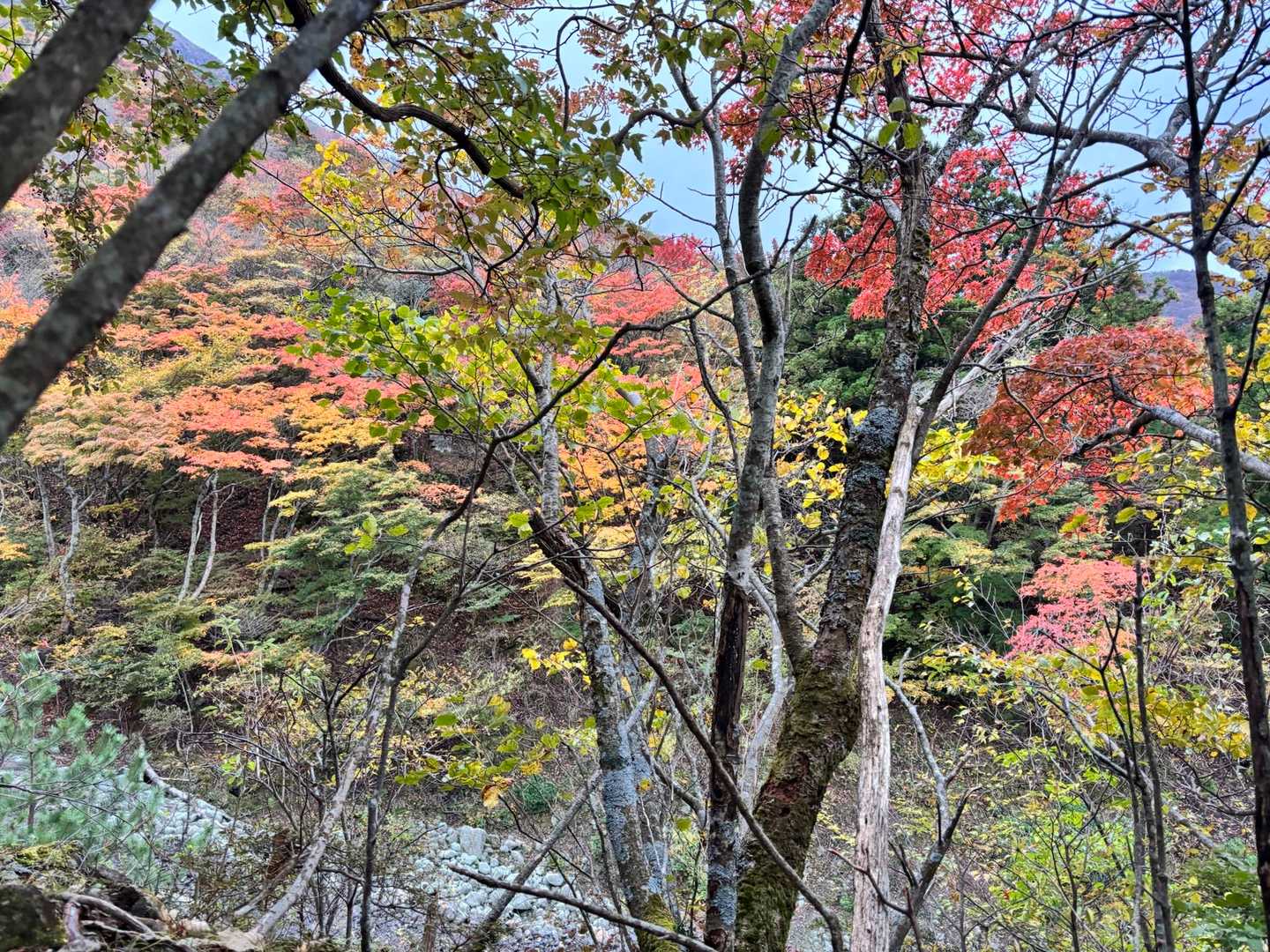 うん、綺麗🍁