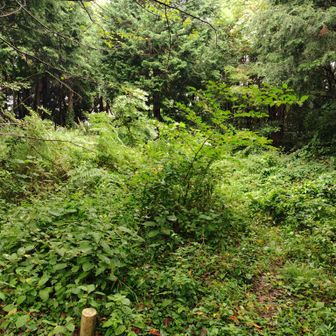 大沢山には野犬がいました二頭確認。山頂は薮の中なので行かず。アプリが新しくなって使い方が分からなかったのでここからスタート
