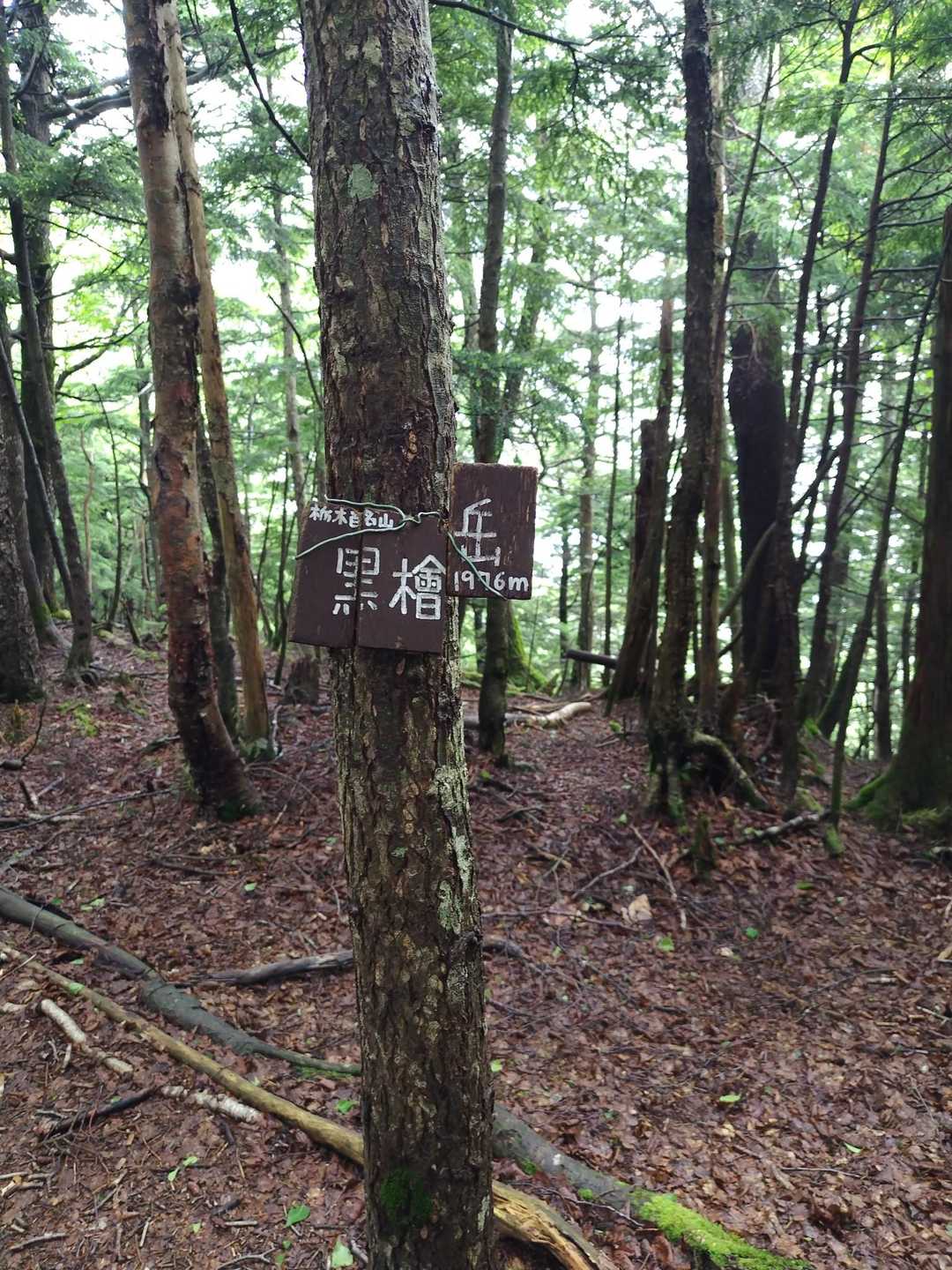 山頂プレート歩いていたら中央にあり分かりやすい🪧