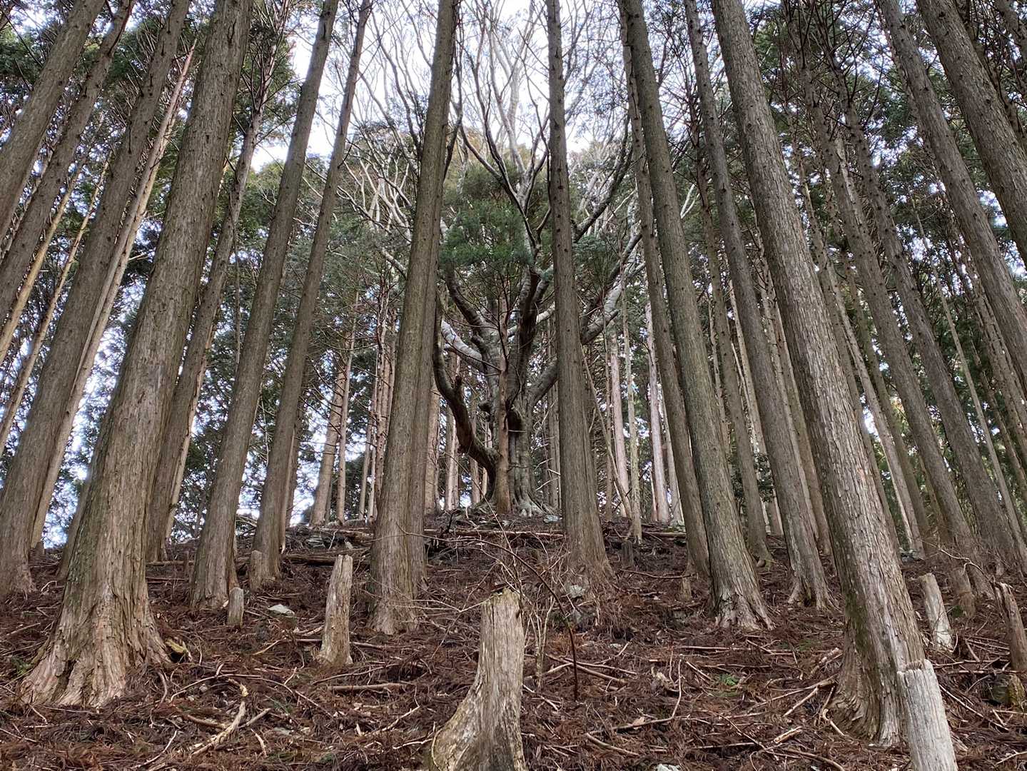 尾根上に目を向けると立派な巨木あり、どことなく神々しい