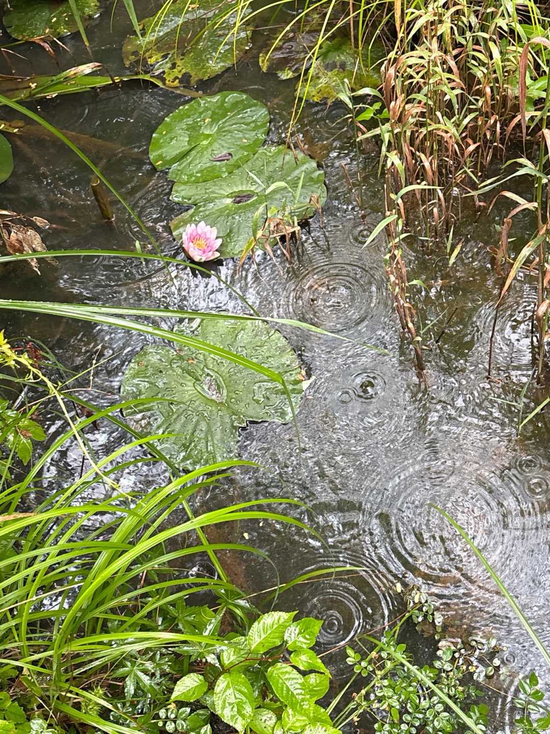 すいれん池。