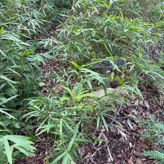 登山口です。冬だと踏み跡がハッキリ見えます。