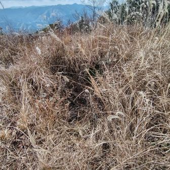 山頂にくぼみがありました。
とりあえず入ってみましたがくぼみでした。
もしかしてこれが登山口の案内板にあった旧日本軍の監視場跡？