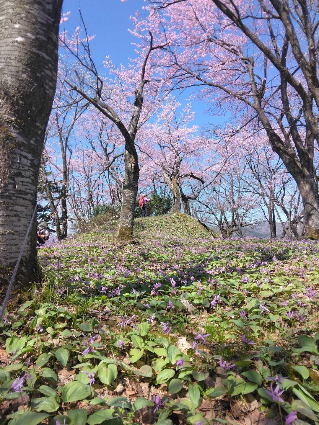 カタクリと満開の桜