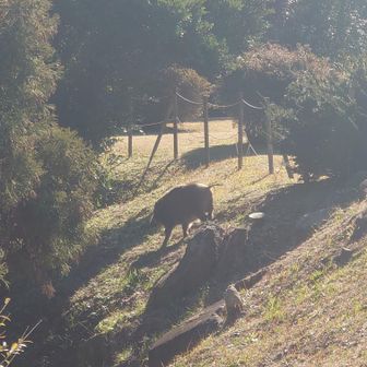 🐗人に馴れている感じでした