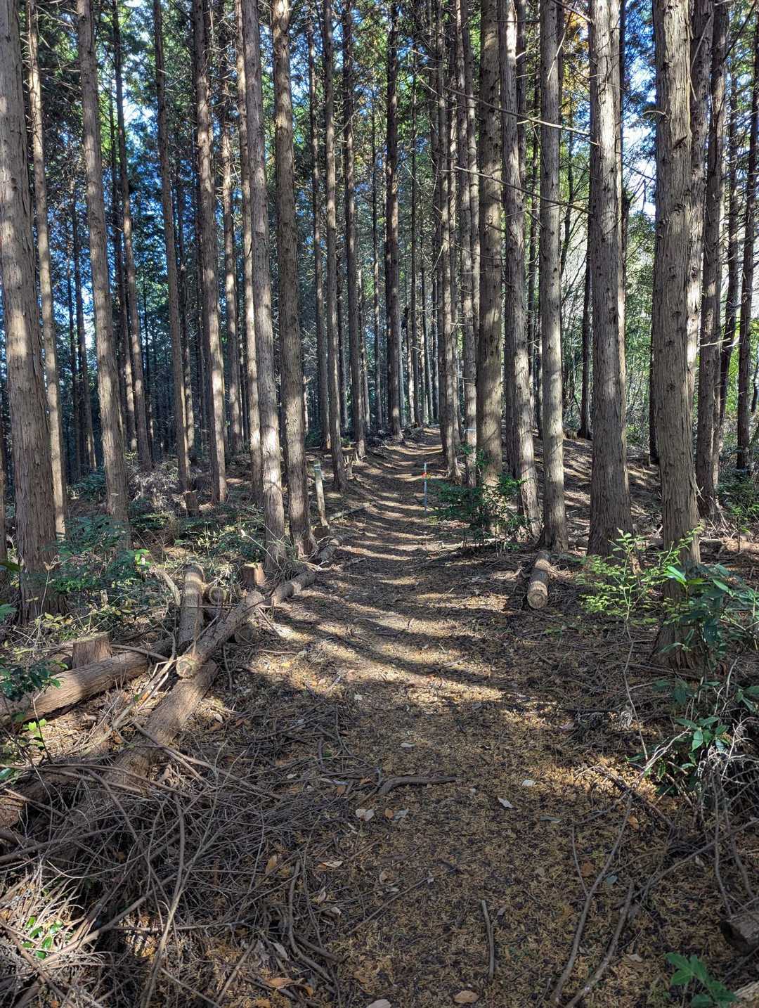 良き道は、鼻歌まじりで🎶
 見上げる山にくらべれば〜
 なんとちっちゃいこの世の苦労〜♪
 (望郷山河 by 三山ひろし)
