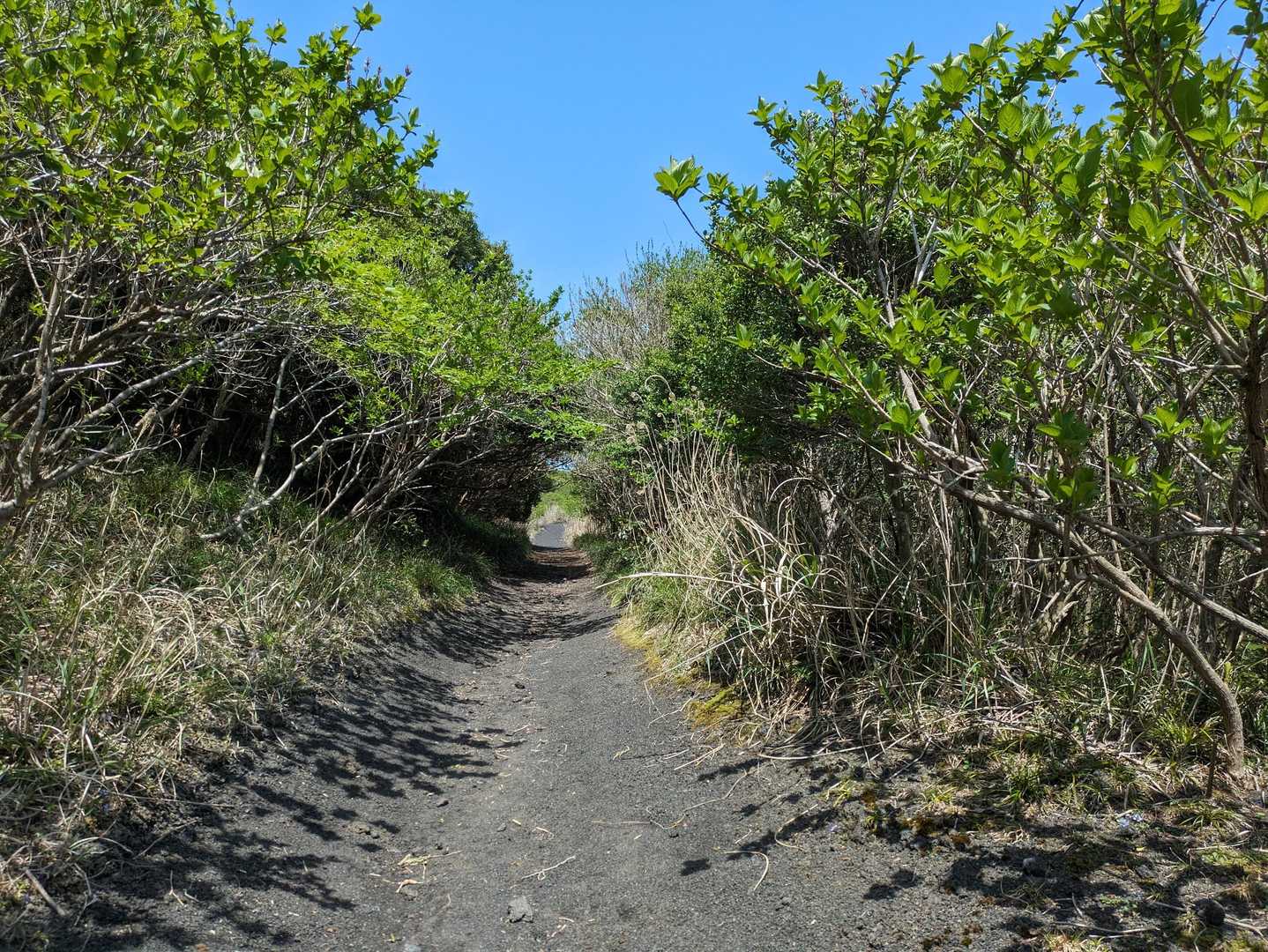 島の東側を北上し、月と砂漠ラインを内陸へ
細い道の突き当たりに8台ほどの駐車場がありそこからようやく山登りスタート
こんな感じの道を進んで…