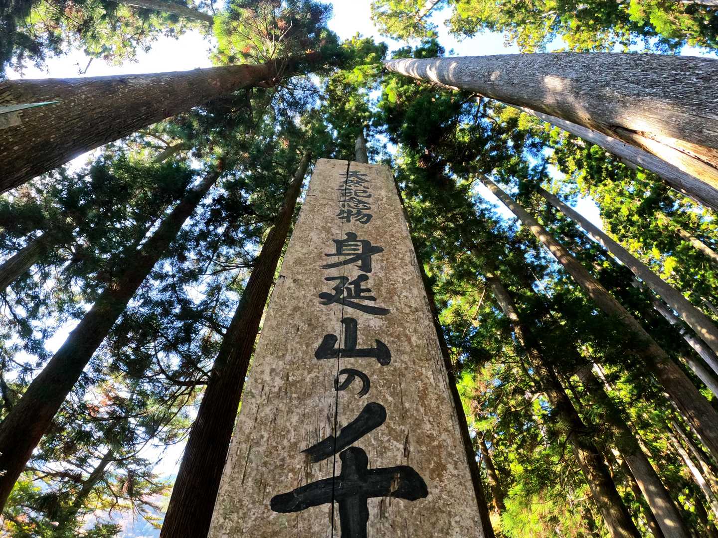 標識の下がきれていまいましたが^^;
身延山の千本杉です。