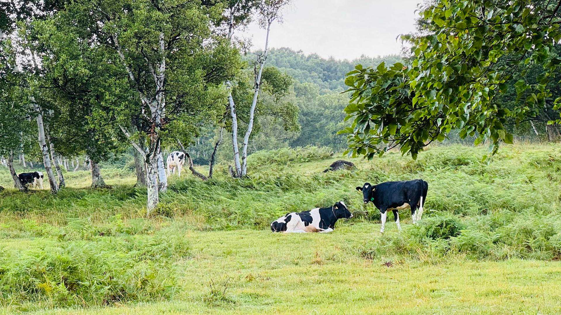 🐄
