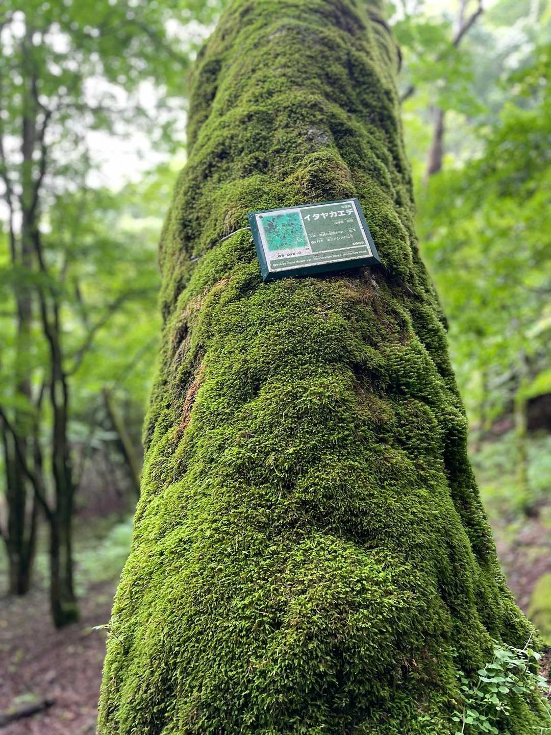 苔むしたカエデの木🌲