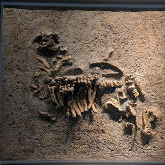 アショロア・ラティコスタ