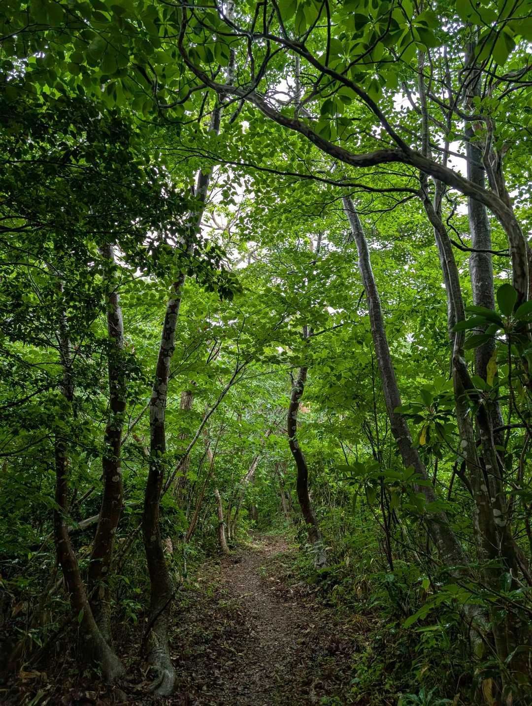 三童子山足谷登山口-三童子山-鞍掛山-西ノ谷登山口 縦走コースの写真