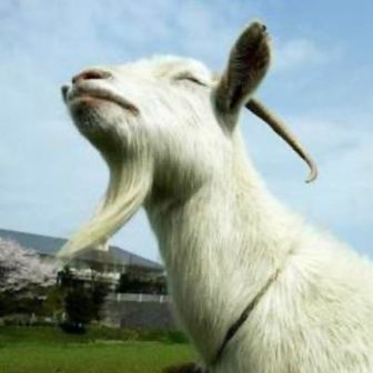 白ヤギ