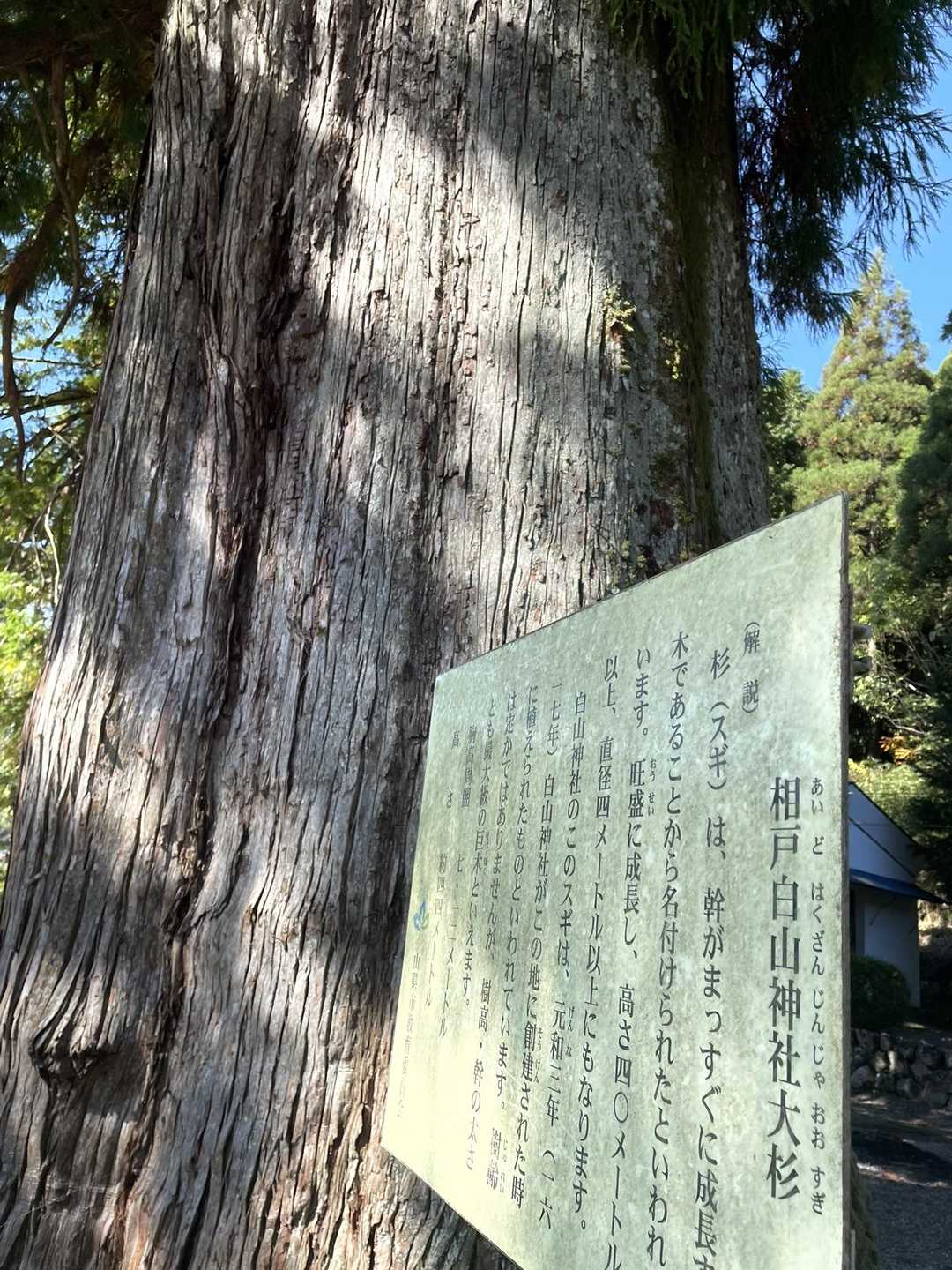大きな杉の木🌲ありました🌲