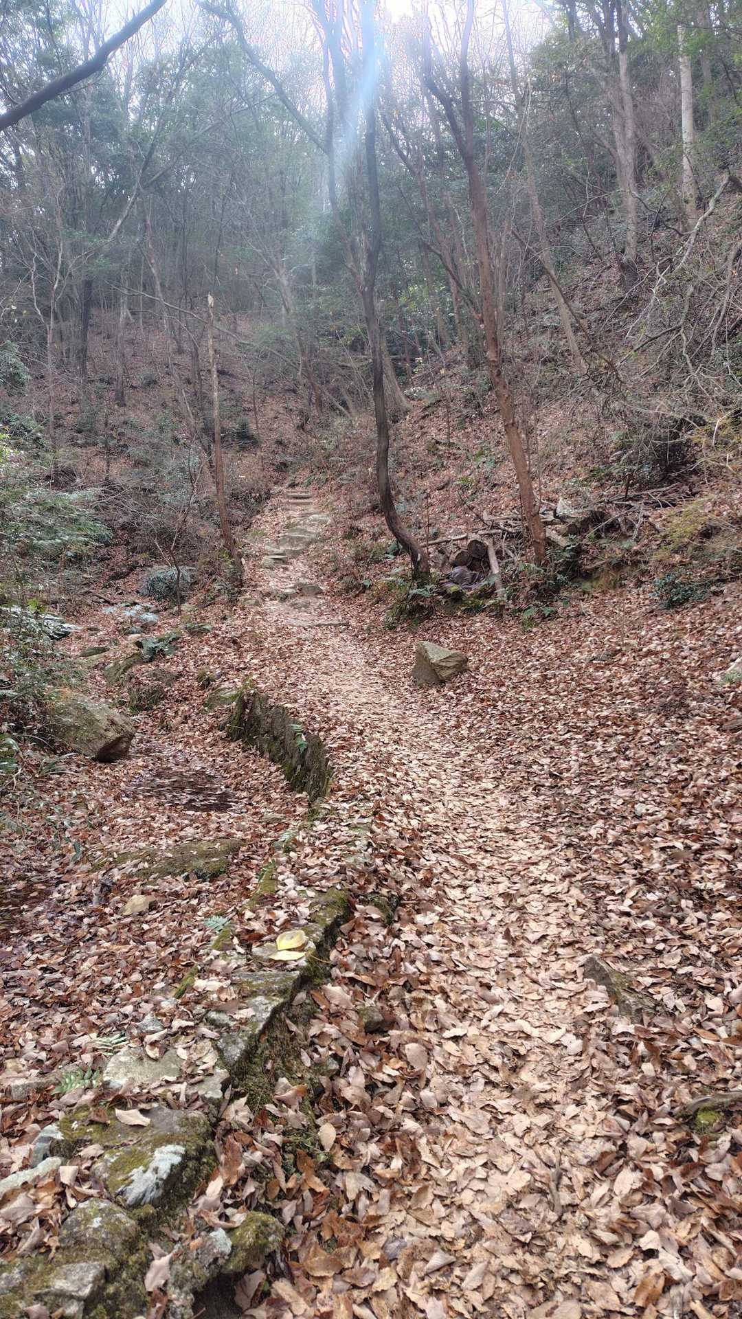 とても歩きやすい山道🚶