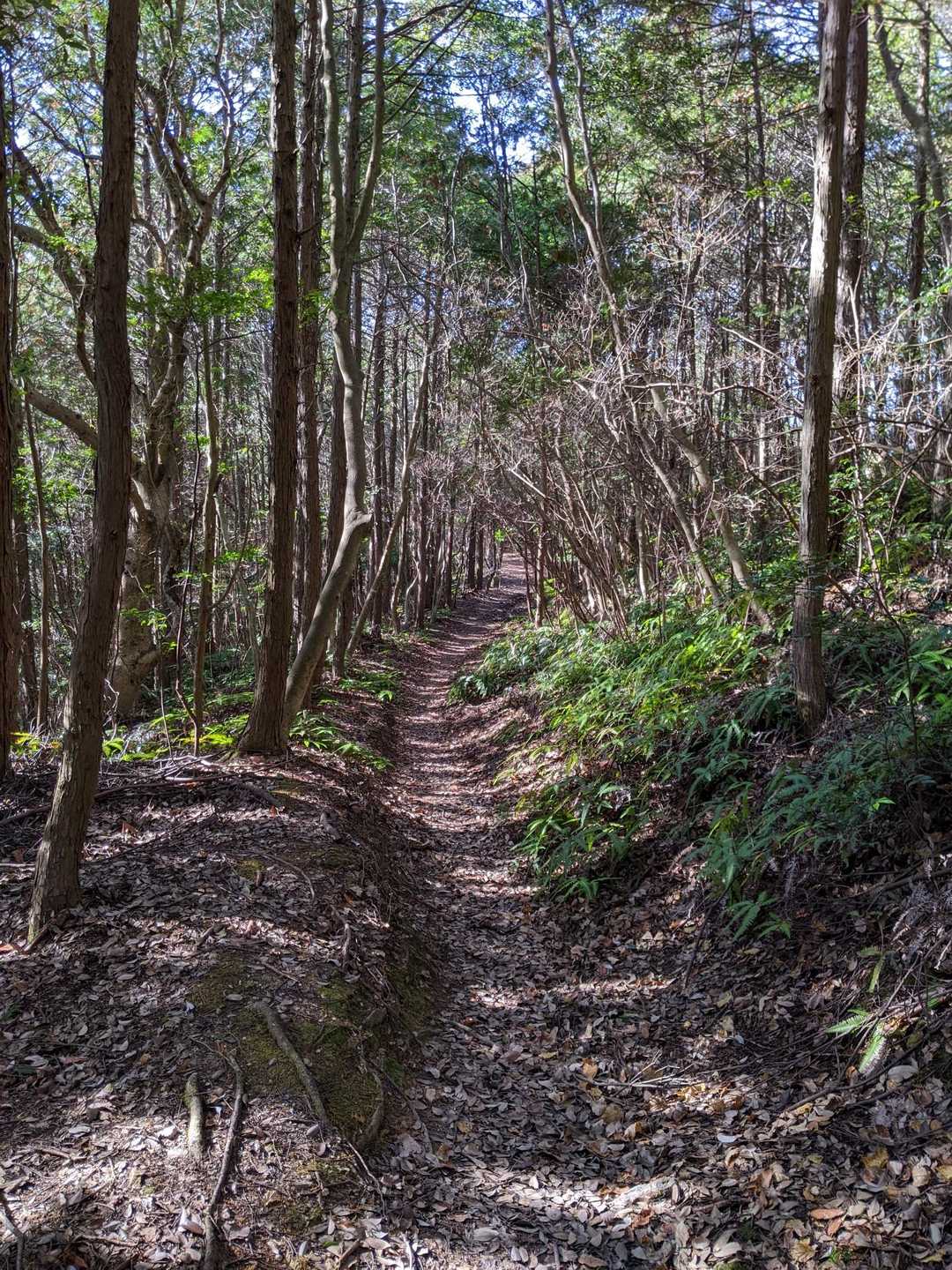 五峰山 往復コースの写真