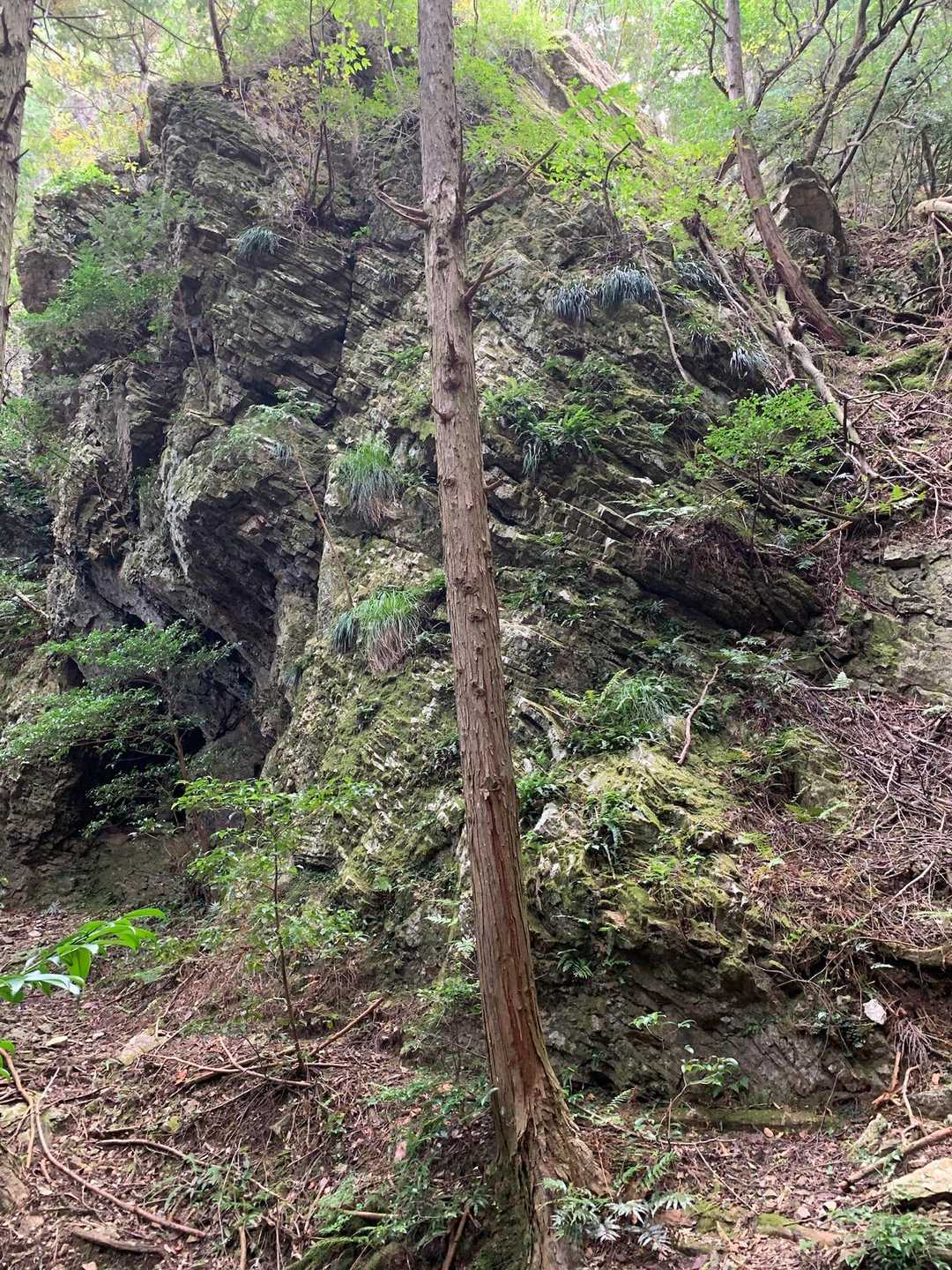 三尾山 往復コースの写真