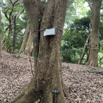 小つぶら。