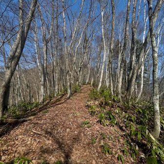 コッシー観察しつつ