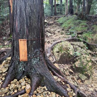 子宝杉というらしい。由来はなんだろう。奥に晃石神社が見えてきた