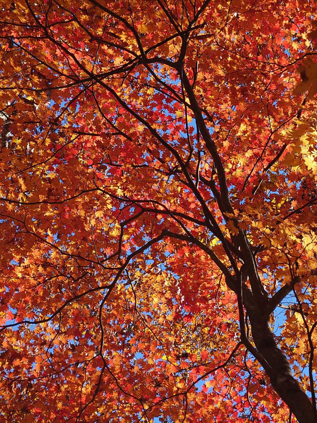 綺麗な紅葉スポット