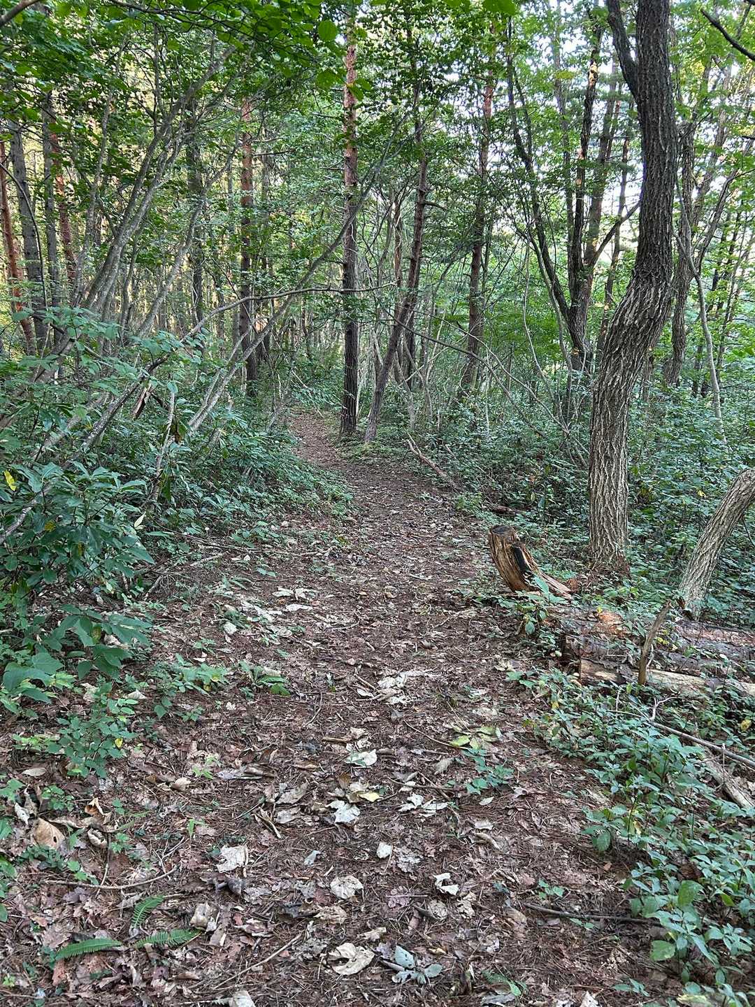 登山道は予想外に整備されています