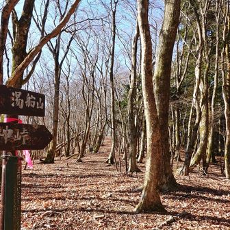 さぁ、明神山△を過ぎて明神峠に向かっていたらですよ…