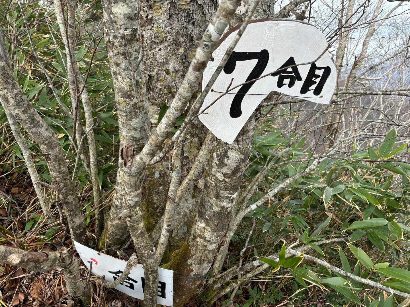 喜茂別コース入口-尻別岳 往復コースの写真