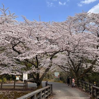 折返しからの桜🌸も見事〜👏
