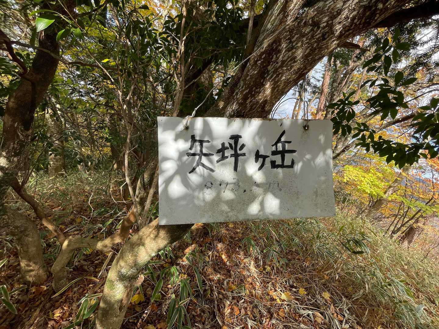 矢坪登山口-矢坪ヶ岳 往復コースの写真