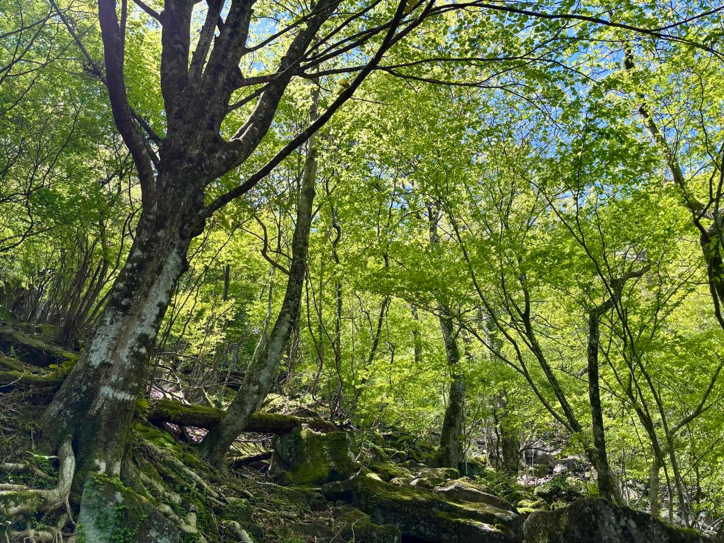 豊前坊登山口-英彦山-英彦山 周回コースの写真