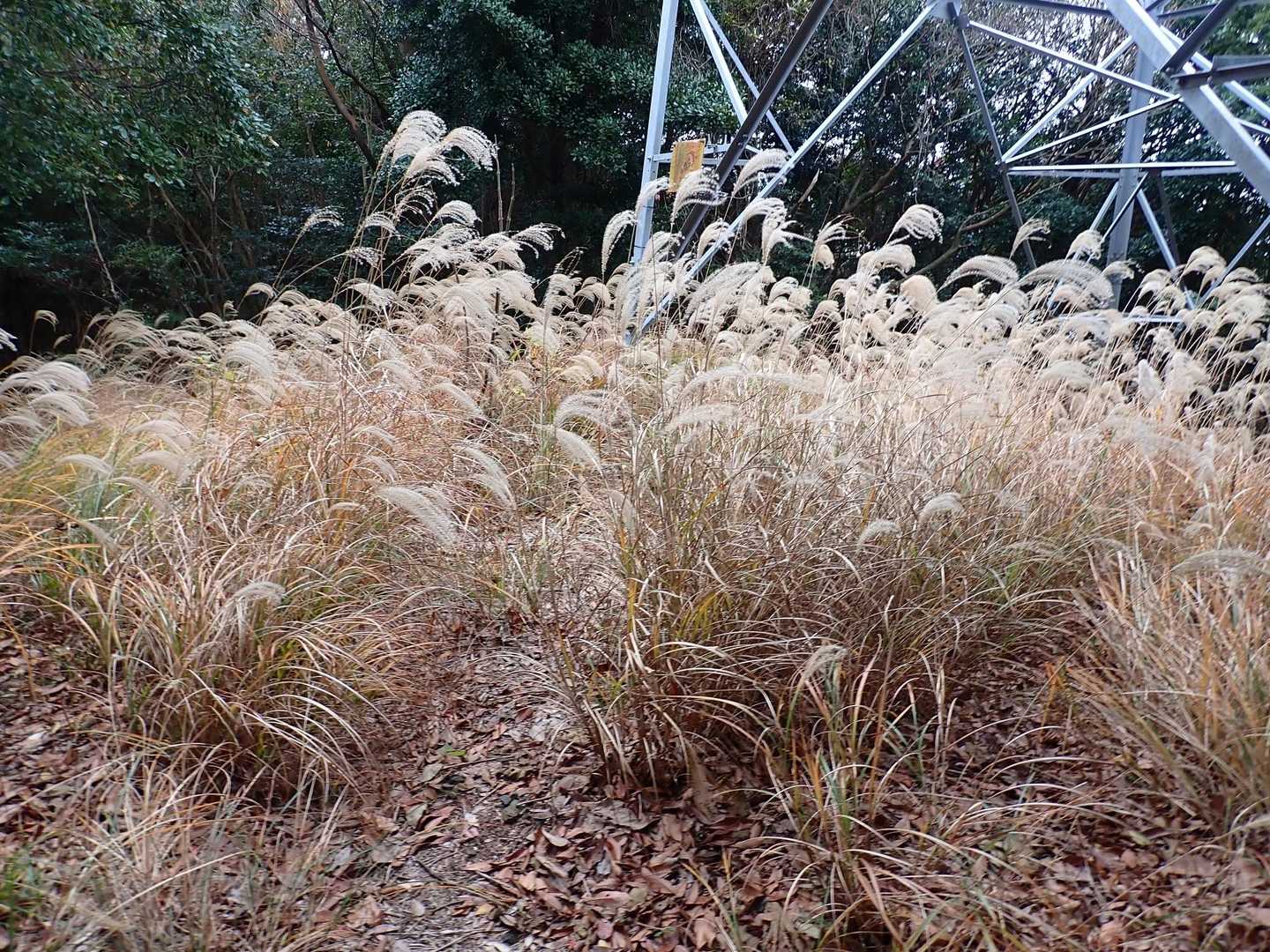 鉄塔のススキも寂しげですね。