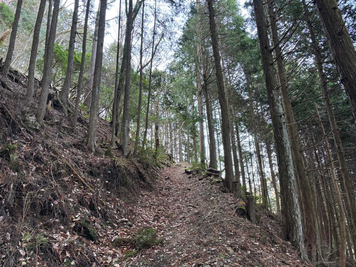 序盤はつづら折りの急登😰の林道を登ります。