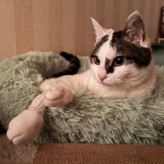 なこむし