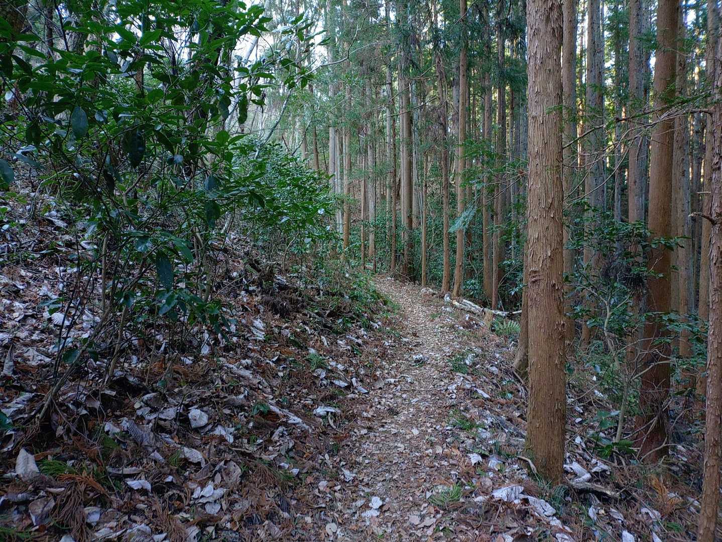御亭山？
って思うほどの登山道✨
親しみある🙆‍♂️✨