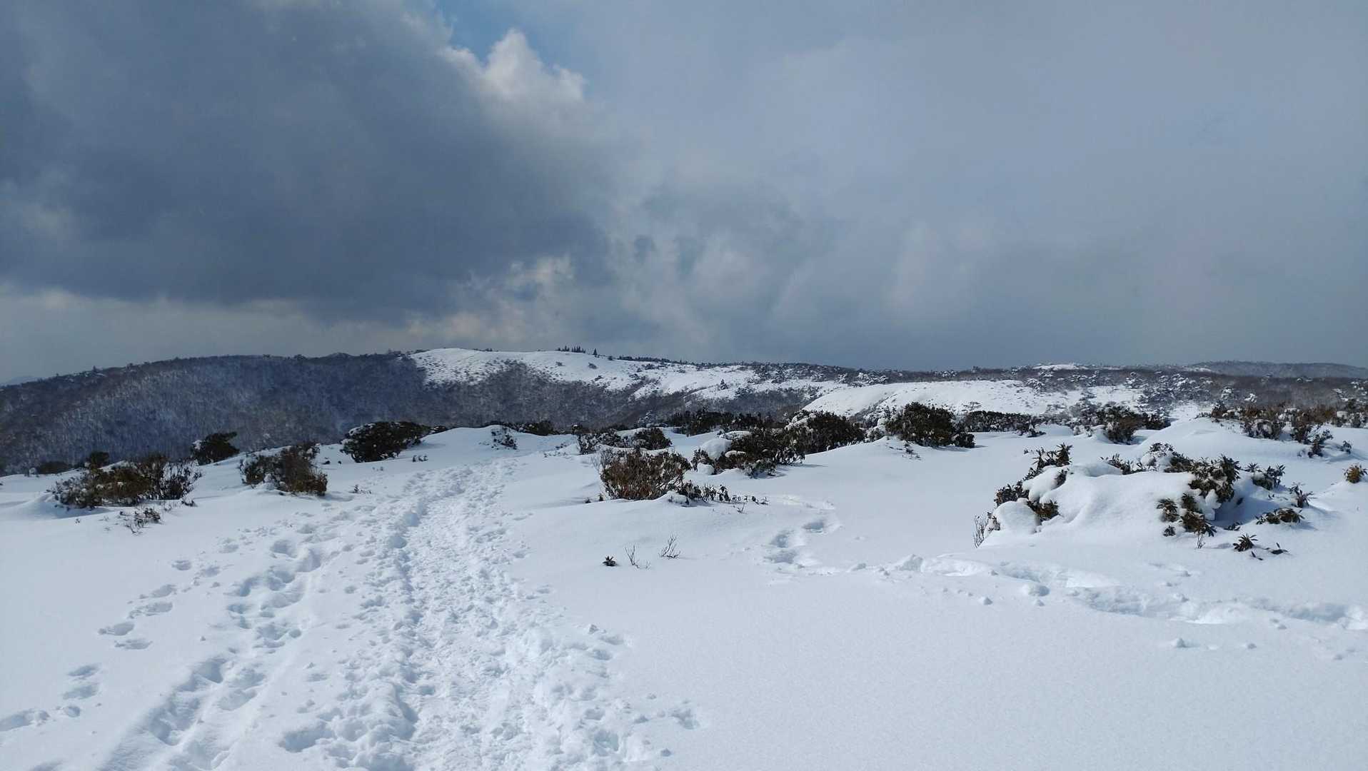 生野高原登山口-達磨ヶ峰-フトウガ峰 往復コースの写真
