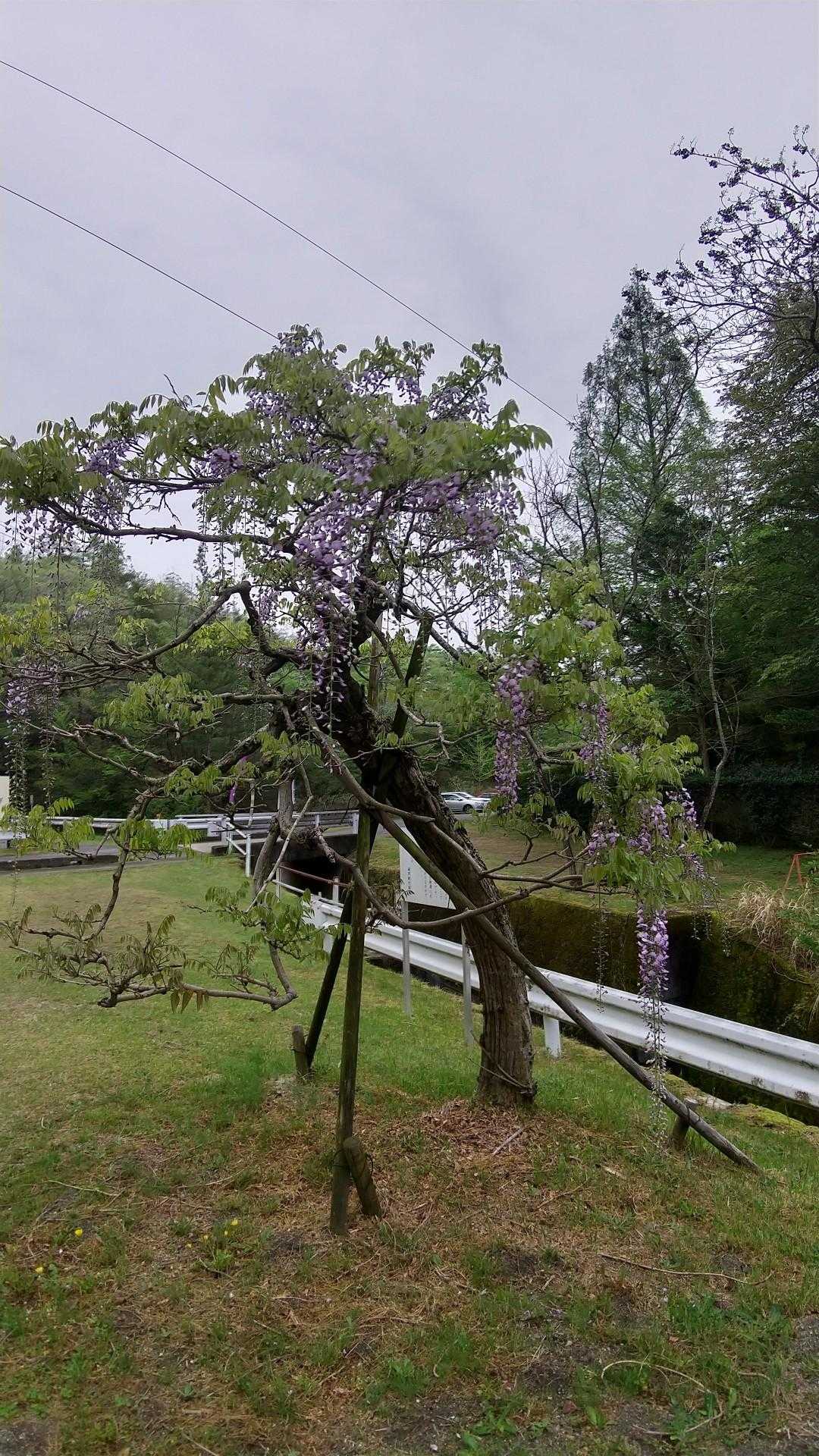 ふじの回廊口 バス停-城ヶ根山展望台登り口-城ヶ根山 往復コースの写真