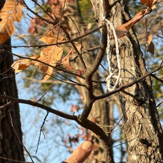 これはプレート落下跡か