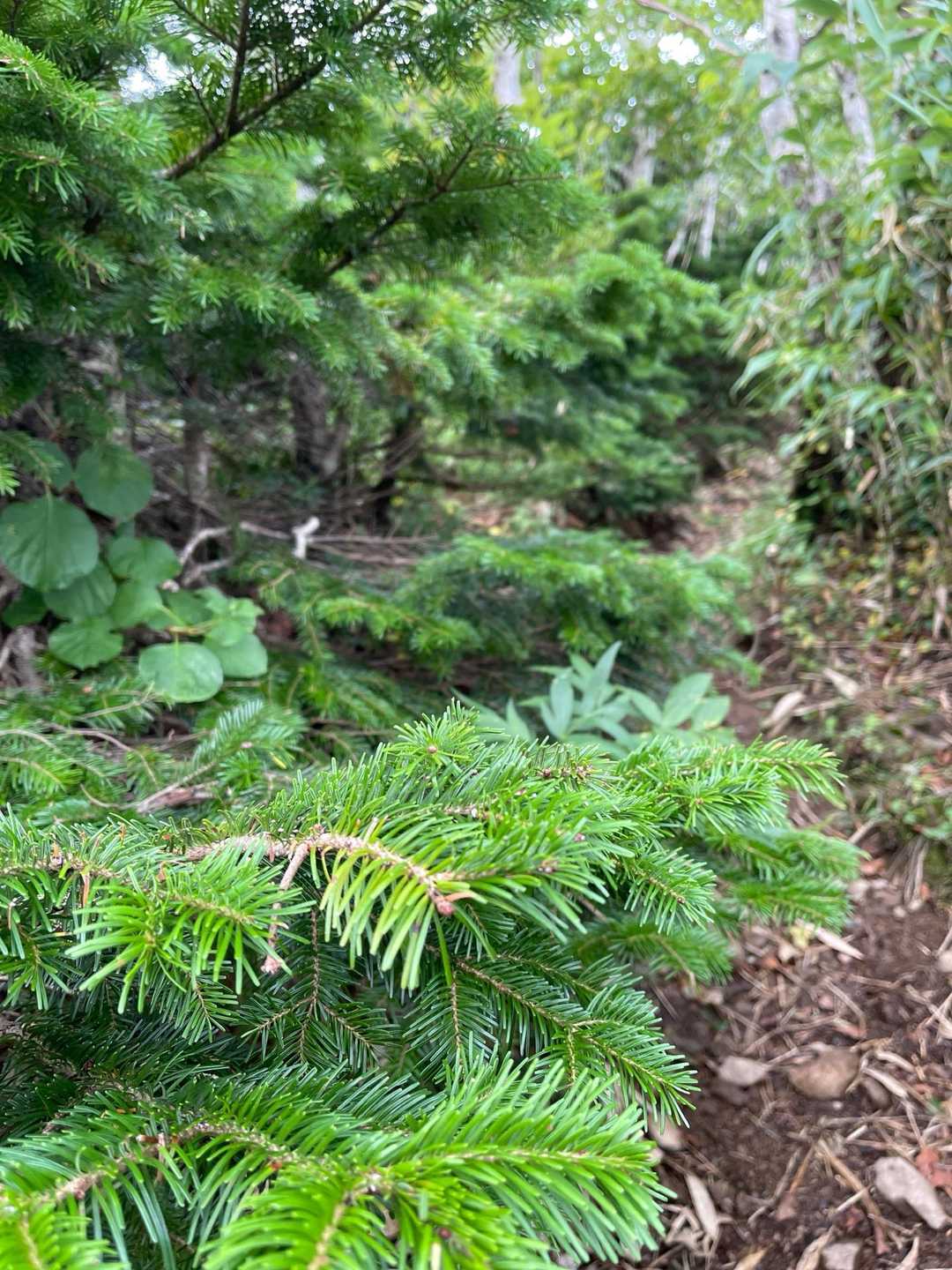 礼文岳-礼文岳登山口 縦走コースの写真
