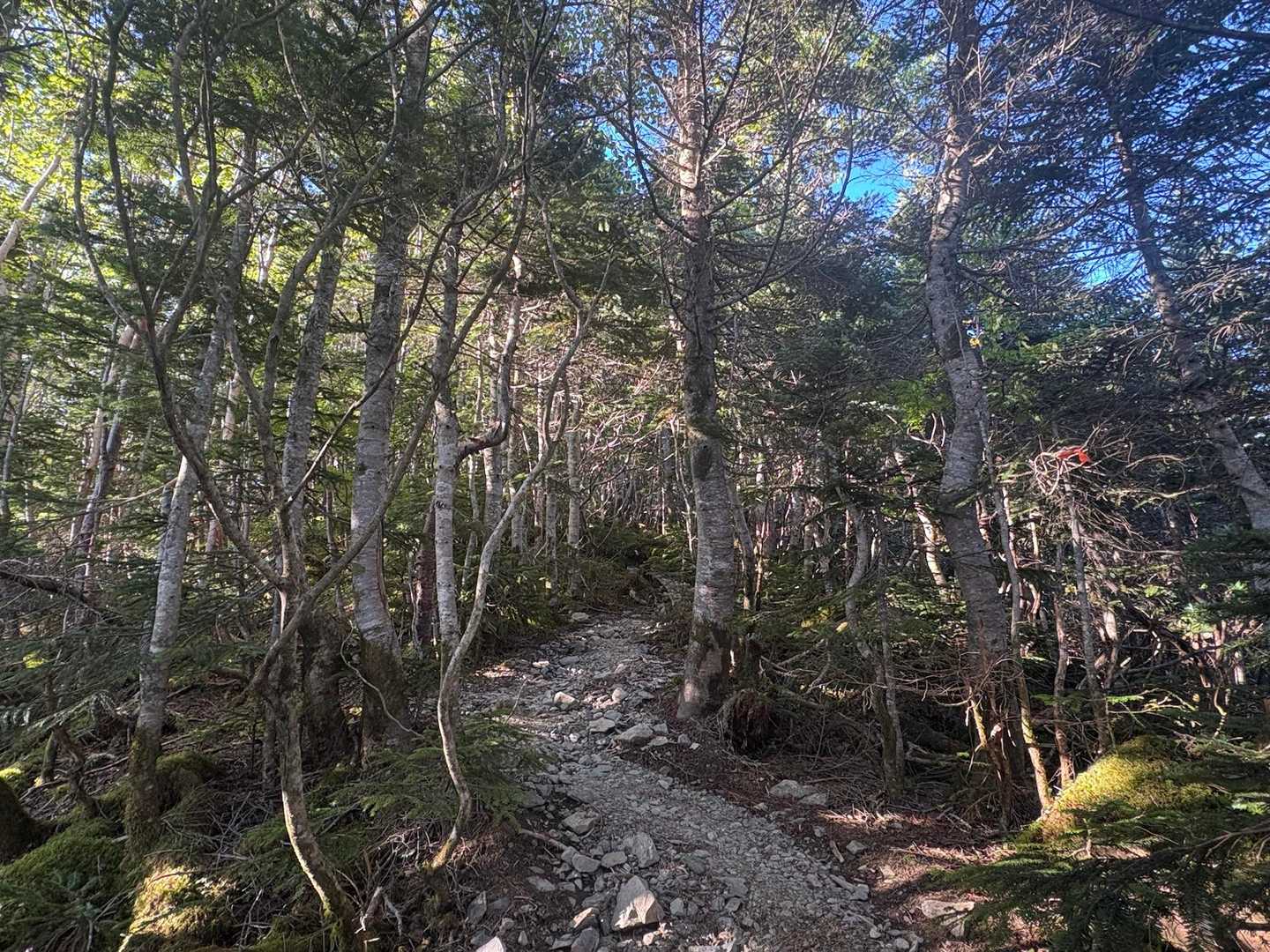 本谷山-三伏山-三伏峠-鳥倉登山口-越路バス停 縦走コースの写真