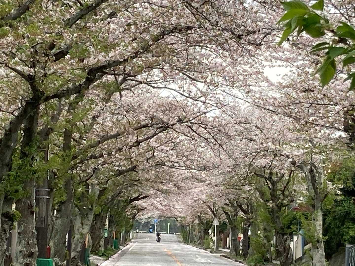 桜のトンネル🌸🌸
