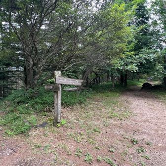 すぐに天女山頂の分岐に来ました。真っ直ぐ進みます。