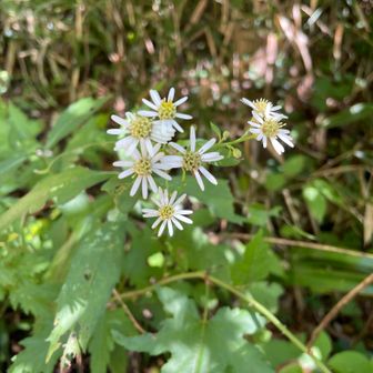 ノコンギク
本日のメインのお花🌼