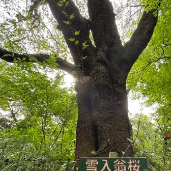 雪入翁桜🌸
春に見てみたい