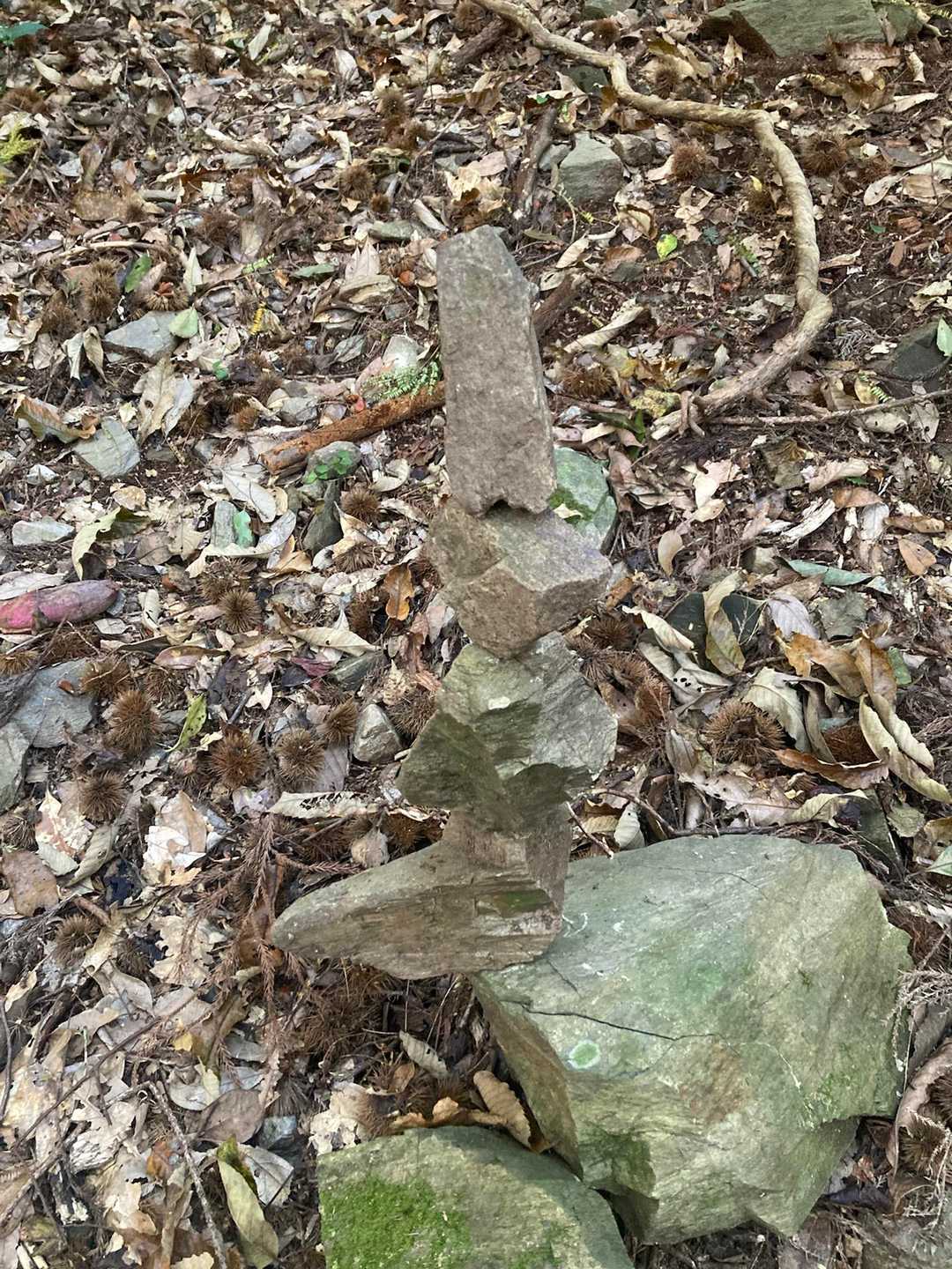 明星山 往復コースの写真