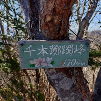 そして千本ツツジの山頂標。可憐だ。