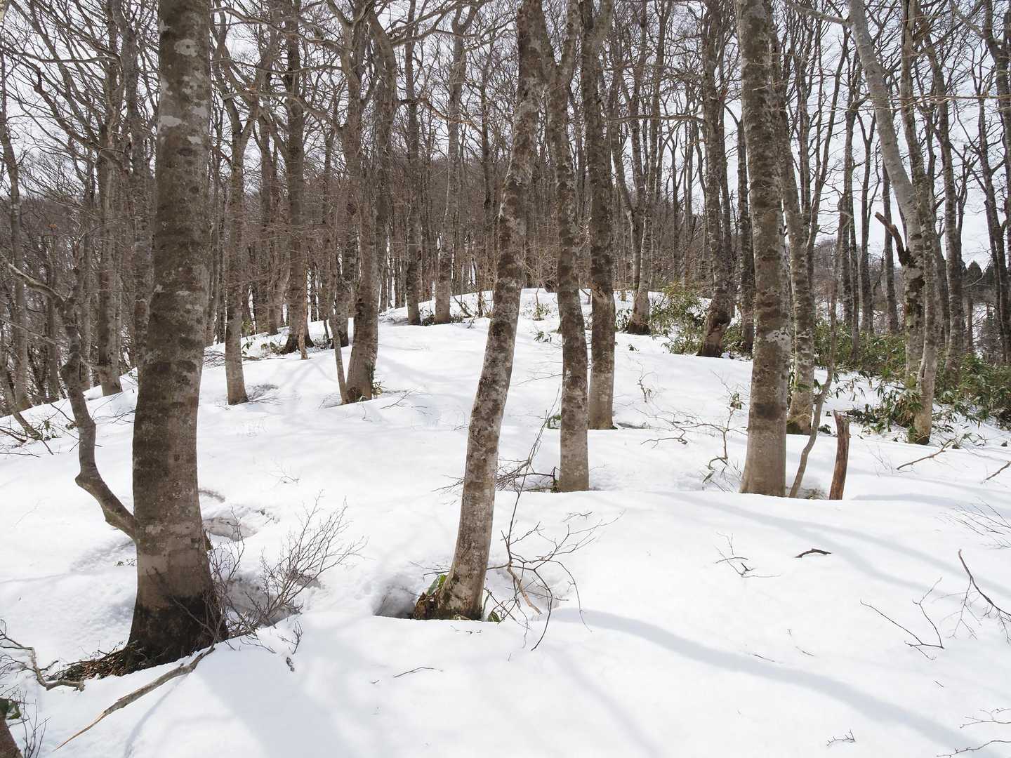 とは言え上りの斜面になると北向きになるので雪もシッカリ残っていて、本当に花と雪の両方を楽しませて貰えます。😃💕